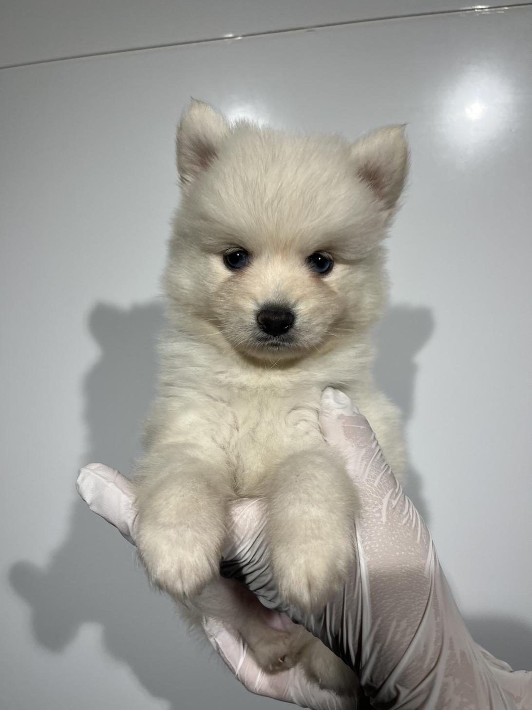 埼玉県のハーフ犬・ミックス犬 (ペッツスマイル南中野店/2026年6月7日生まれ/男の子/ホワイト)の子犬の3枚目の画像