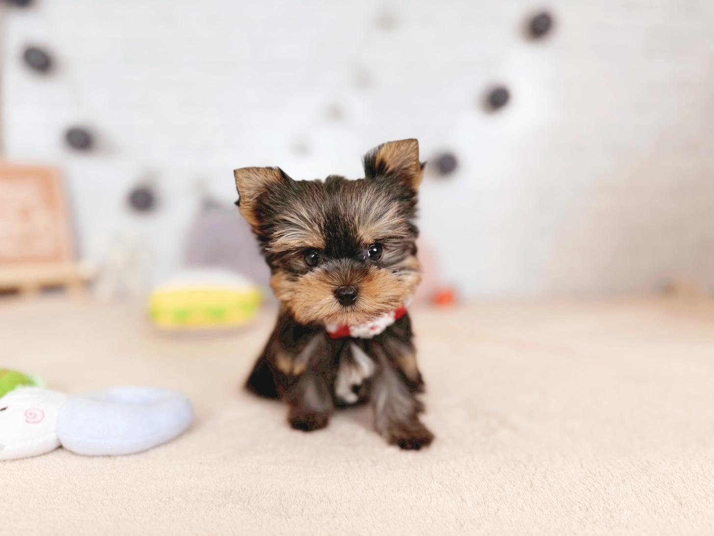 北海道のヨークシャーテリア (ペットショップだんぼ/2025年9月28日生まれ/女の子/スチールブルータン)の子犬の1枚目の画像