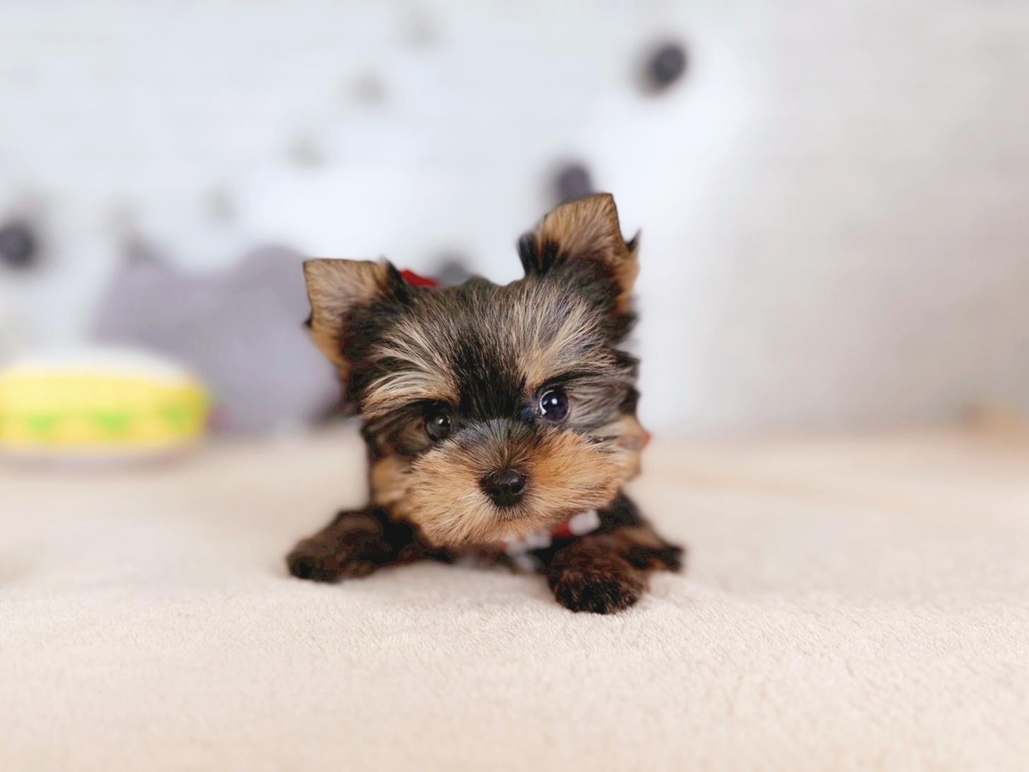 北海道のヨークシャーテリア (ペットショップだんぼ/2025年9月28日生まれ/女の子/スチールブルータン)の子犬の2枚目の画像