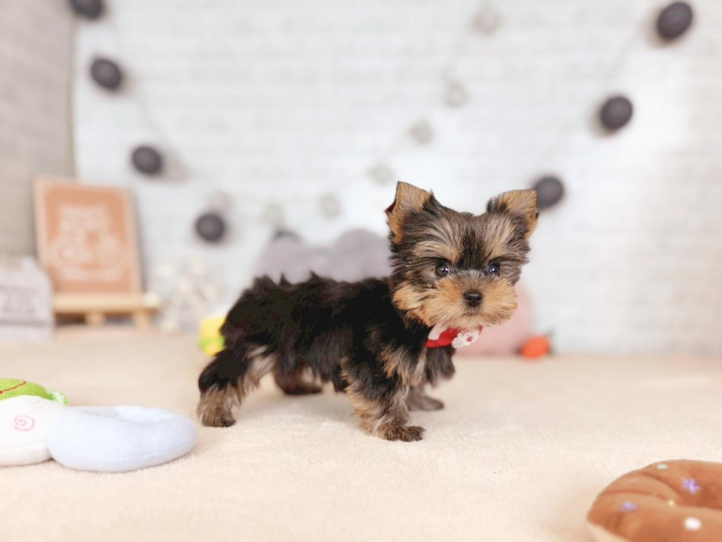 北海道のヨークシャーテリア (ペットショップだんぼ/2025年9月28日生まれ/女の子/スチールブルータン)の子犬の3枚目の画像