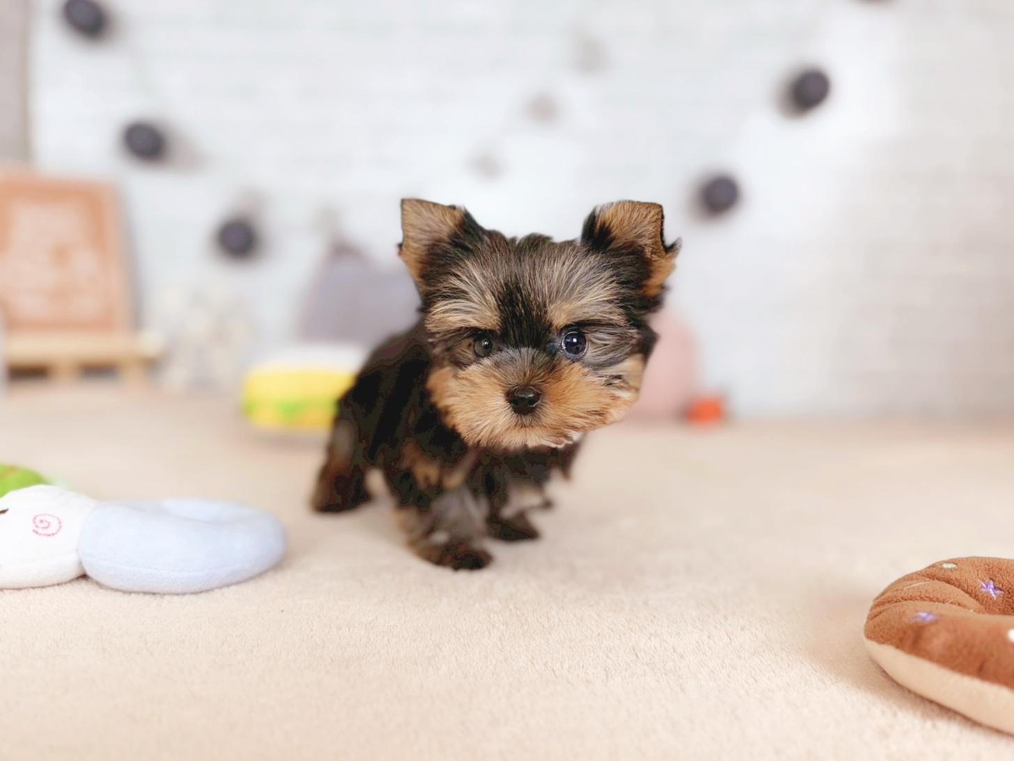 北海道のヨークシャーテリア (ペットショップだんぼ/2025年9月28日生まれ/女の子/スチールブルータン)の子犬の4枚目の画像