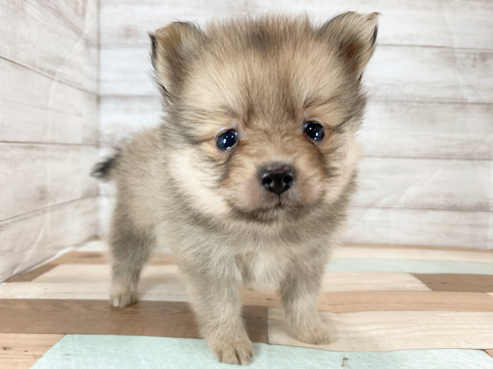 新潟県のポメラニアン (竹内ペット 新津本店/2025年9月28日生まれ/女の子/オレンジ)の子犬の1枚目の画像