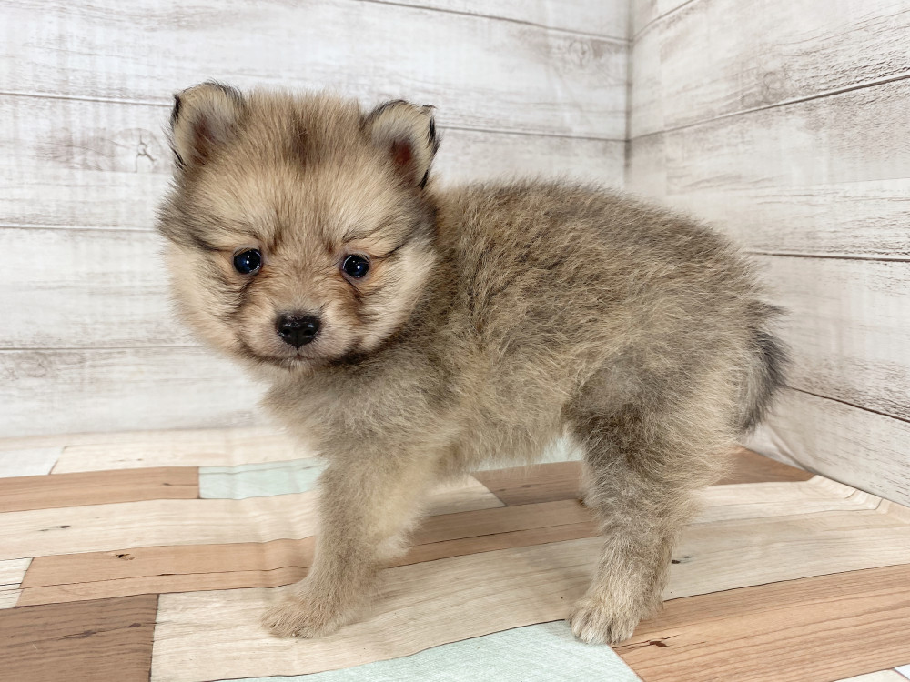 新潟県のポメラニアン (竹内ペット 新津本店/2025年9月28日生まれ/女の子/オレンジ)の子犬の2枚目の画像