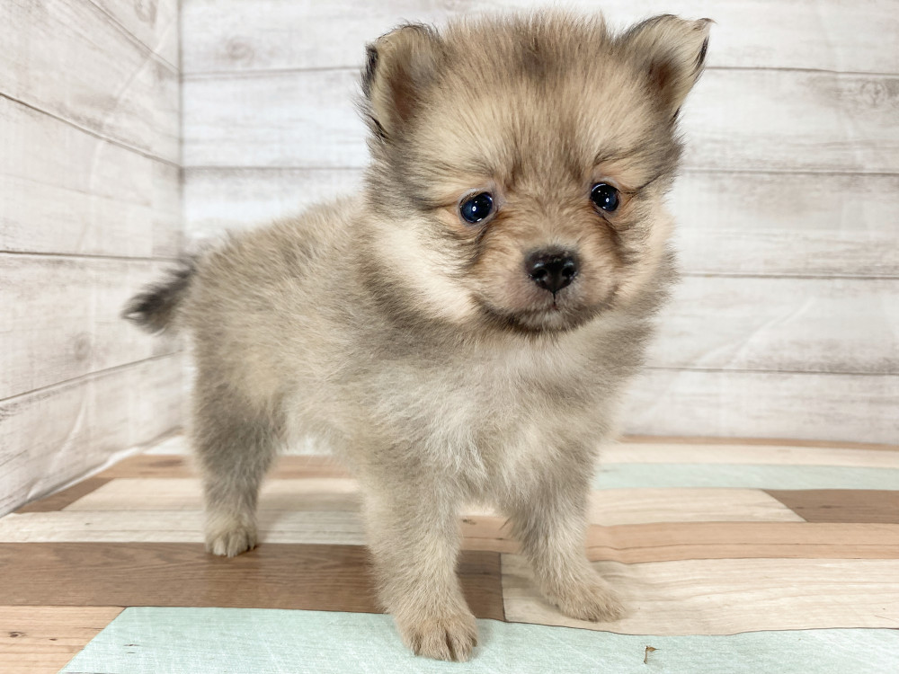 新潟県のポメラニアン (竹内ペット 新津本店/2025年9月28日生まれ/女の子/オレンジ)の子犬の3枚目の画像