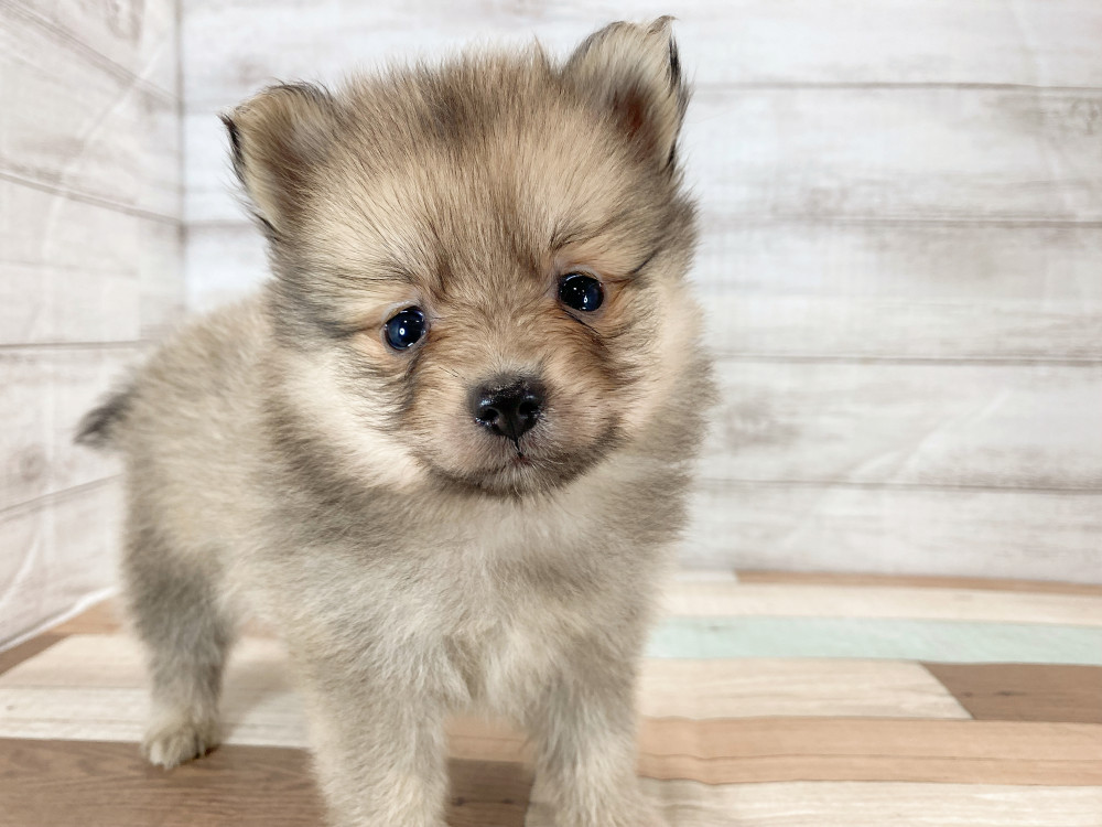 新潟県のポメラニアン (竹内ペット 新津本店/2025年9月28日生まれ/女の子/オレンジ)の子犬の4枚目の画像