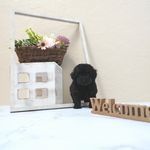 滋賀県のトイプードル(トイ) (いっぷく湖南店/2025年5月5日生まれ/女の子/ブラック)の子犬