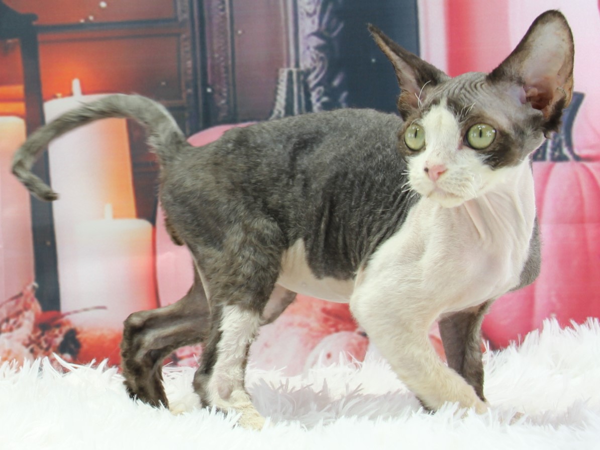 愛知県のデボンレックス (猫福家 名古屋南店/2025年7月14日生まれ/男の子/ブラックホワイト)の子猫の2枚目の画像