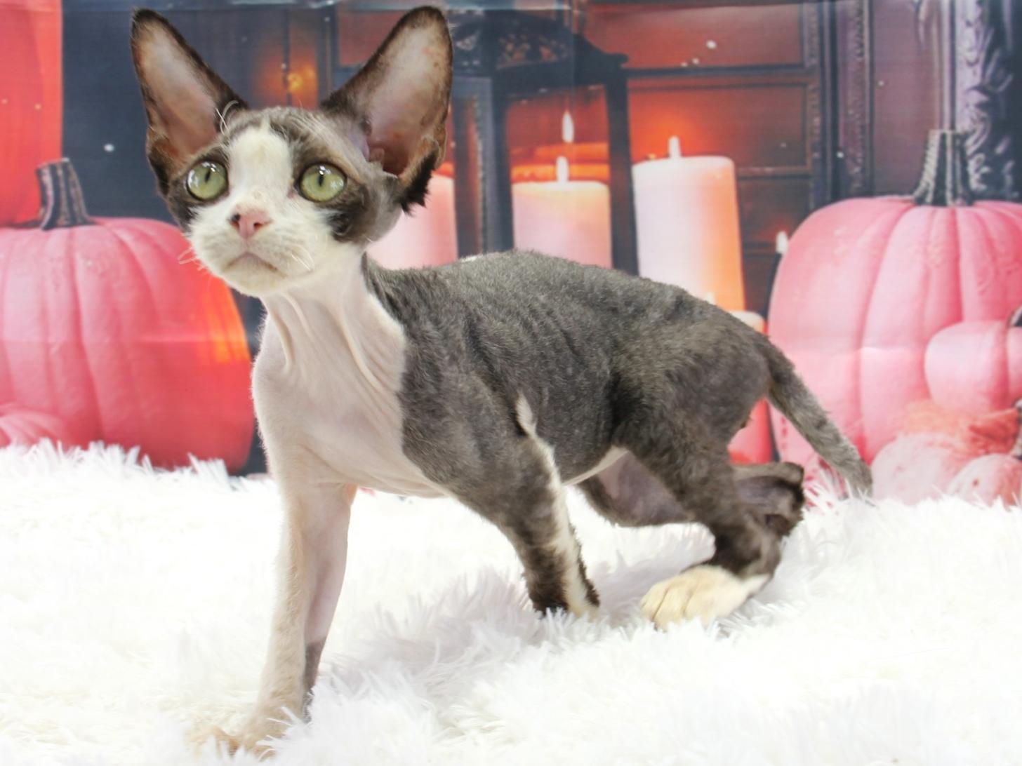 愛知県のデボンレックス (猫福家 名古屋南店/2025年7月14日生まれ/男の子/ブラックホワイト)の子猫の3枚目の画像