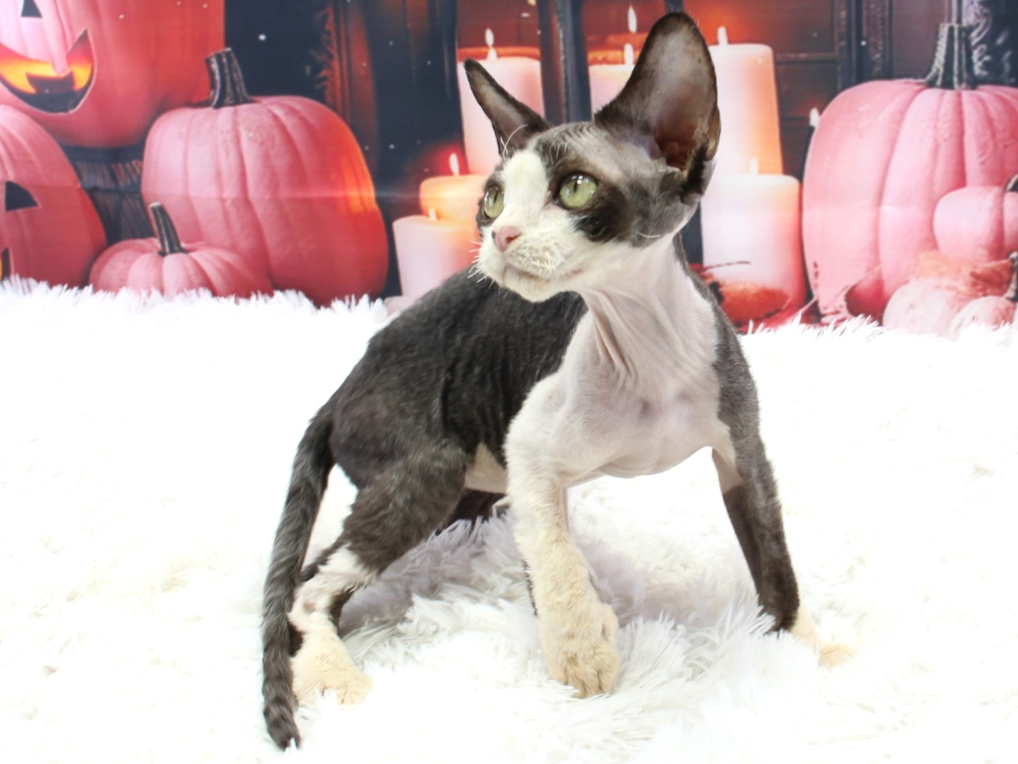 愛知県のデボンレックス (猫福家 名古屋南店/2025年7月14日生まれ/男の子/ブラックホワイト)の子猫の4枚目の画像