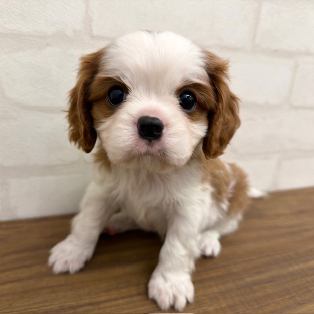 東京都のキャバリアキングチャールズスパニエル (ペッツコンシェルMitteN府中店/2026年2月9日生まれ/男の子/ブレンハイム)の子犬