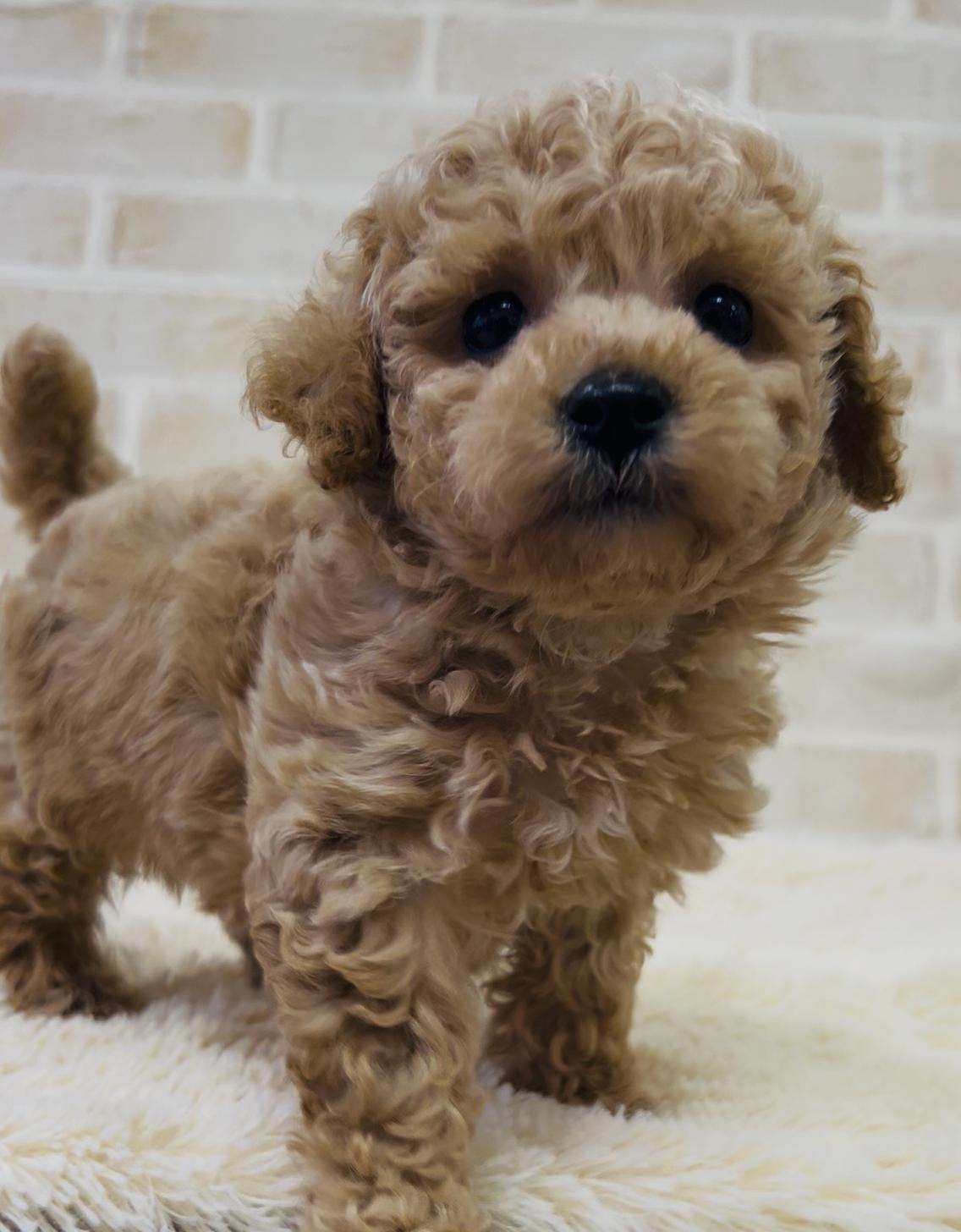 佐賀県のビションプー(ビションフリーゼ×プードル) (スタードッグス新鳥栖店/2026年3月5日生まれ/女の子/アプリコット)の子犬の1枚目の画像