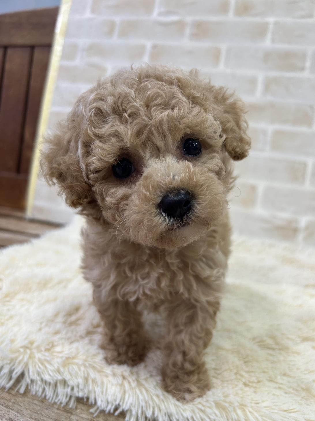 佐賀県のビションプー(ビションフリーゼ×プードル) (スタードッグス新鳥栖店/2026年3月5日生まれ/女の子/アプリコット)の子犬の2枚目の画像