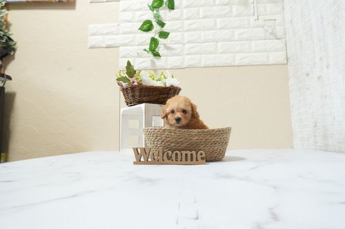 滋賀県のトイプードル(トイ) (いっぷく湖南店/2026年3月3日生まれ/男の子/レッドフォーン)の子犬の1枚目の画像