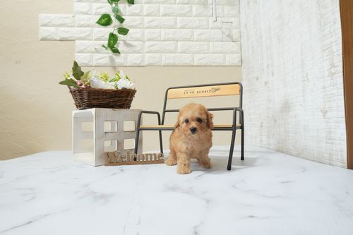 滋賀県のトイプードル(トイ) (いっぷく湖南店/2026年3月3日生まれ/男の子/レッドフォーン)の子犬の3枚目の画像