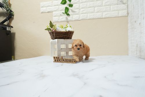 滋賀県のトイプードル(トイ) (いっぷく湖南店/2026年3月3日生まれ/男の子/レッドフォーン)の子犬の4枚目の画像