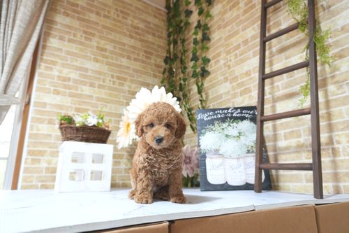 滋賀県のトイプードル(トイ) (いっぷく湖南店/2025年7月27日生まれ/男の子/レッド)の子犬の2枚目の画像