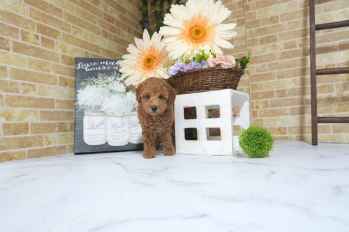 滋賀県のトイプードル(トイ) (いっぷく湖南店/2025年7月27日生まれ/男の子/レッド)の子犬の3枚目の画像