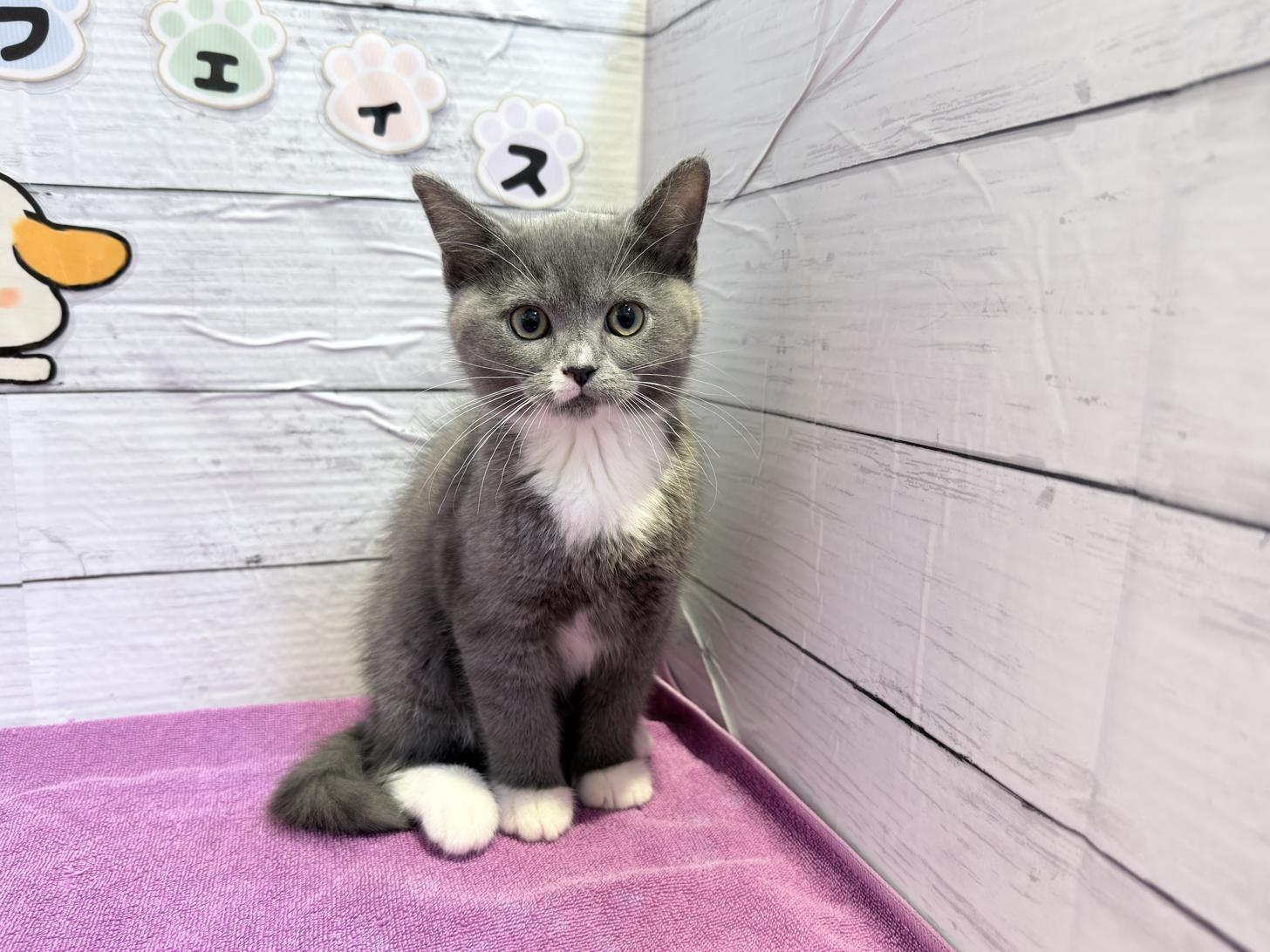 北海道のハーフ猫・ミックス猫 (ペットフェイス大谷地店/2026年1月20日生まれ/女の子/ブルーホワイト)の子猫の1枚目の画像