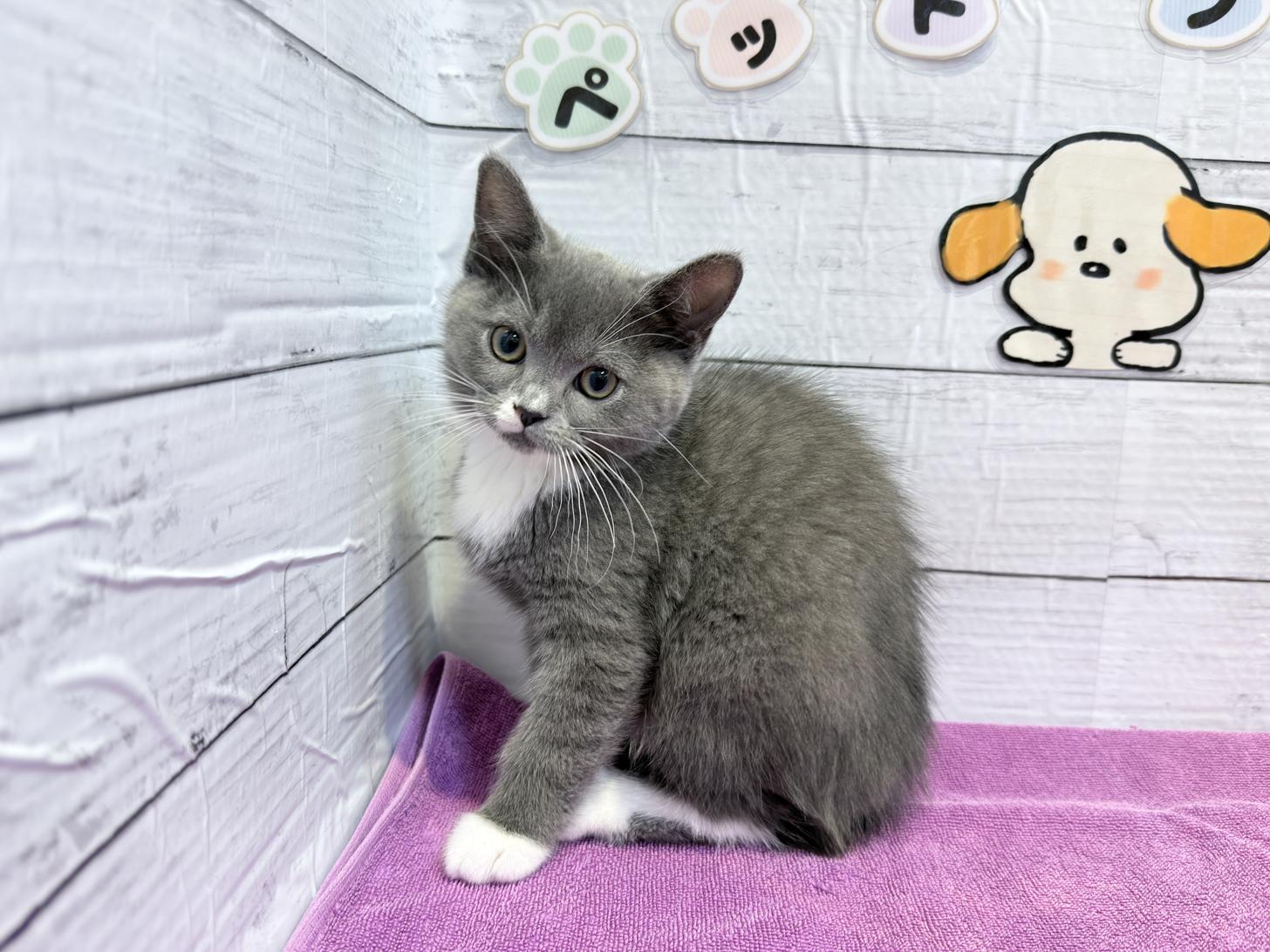 北海道のハーフ猫・ミックス猫 (ペットフェイス大谷地店/2026年1月20日生まれ/女の子/ブルーホワイト)の子猫の2枚目の画像