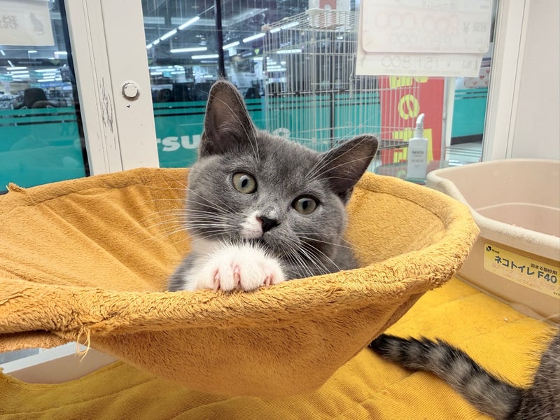 北海道のハーフ猫・ミックス猫 (ペットフェイス大谷地店/2026年1月20日生まれ/女の子/ブルーホワイト)の子猫の4枚目の画像