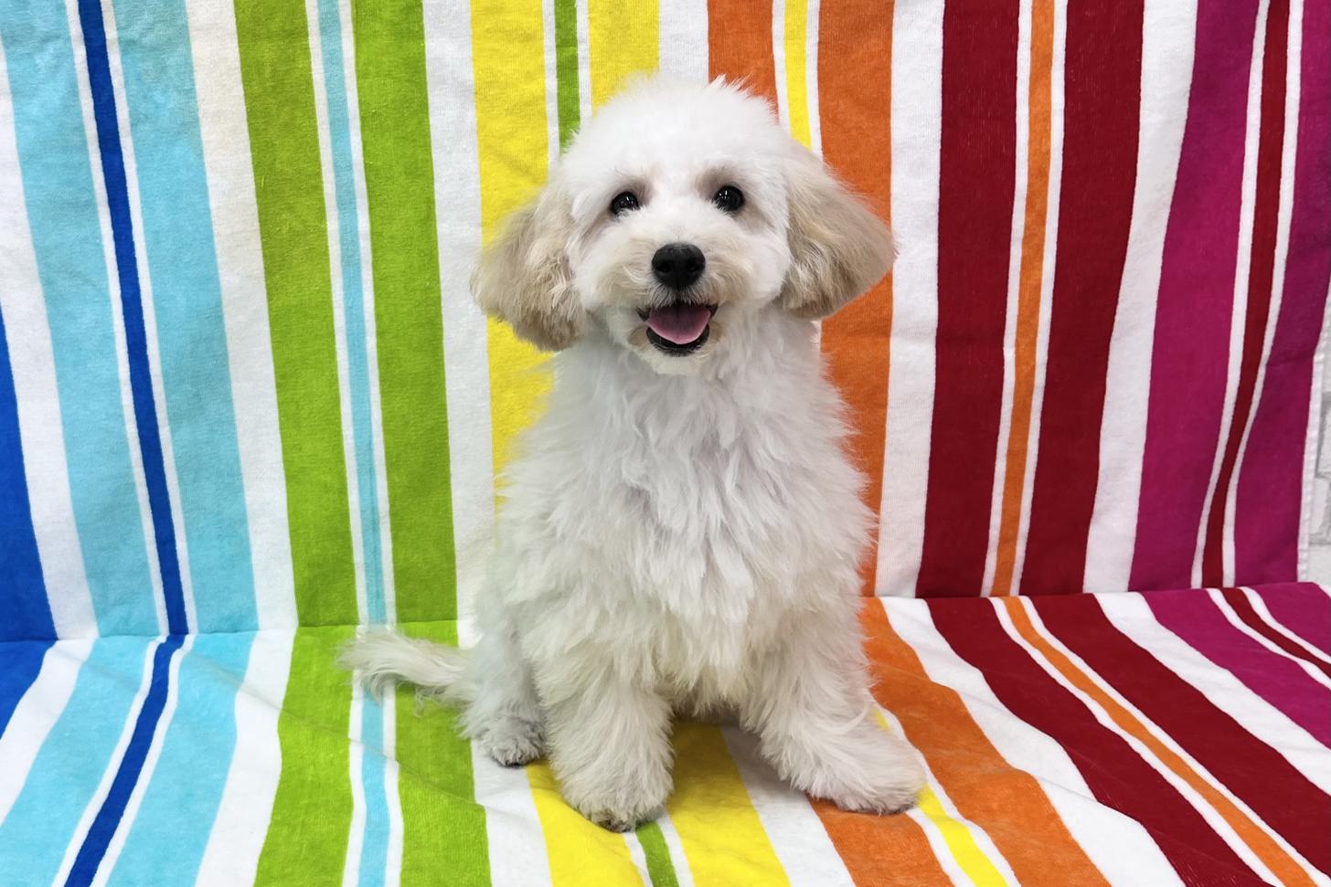 愛知県のビションプー(ビションフリーゼ×プードル) (ハピースペット一宮三条アミーゴ店/2025年7月8日生まれ/女の子/その他色)の子犬の1枚目の画像