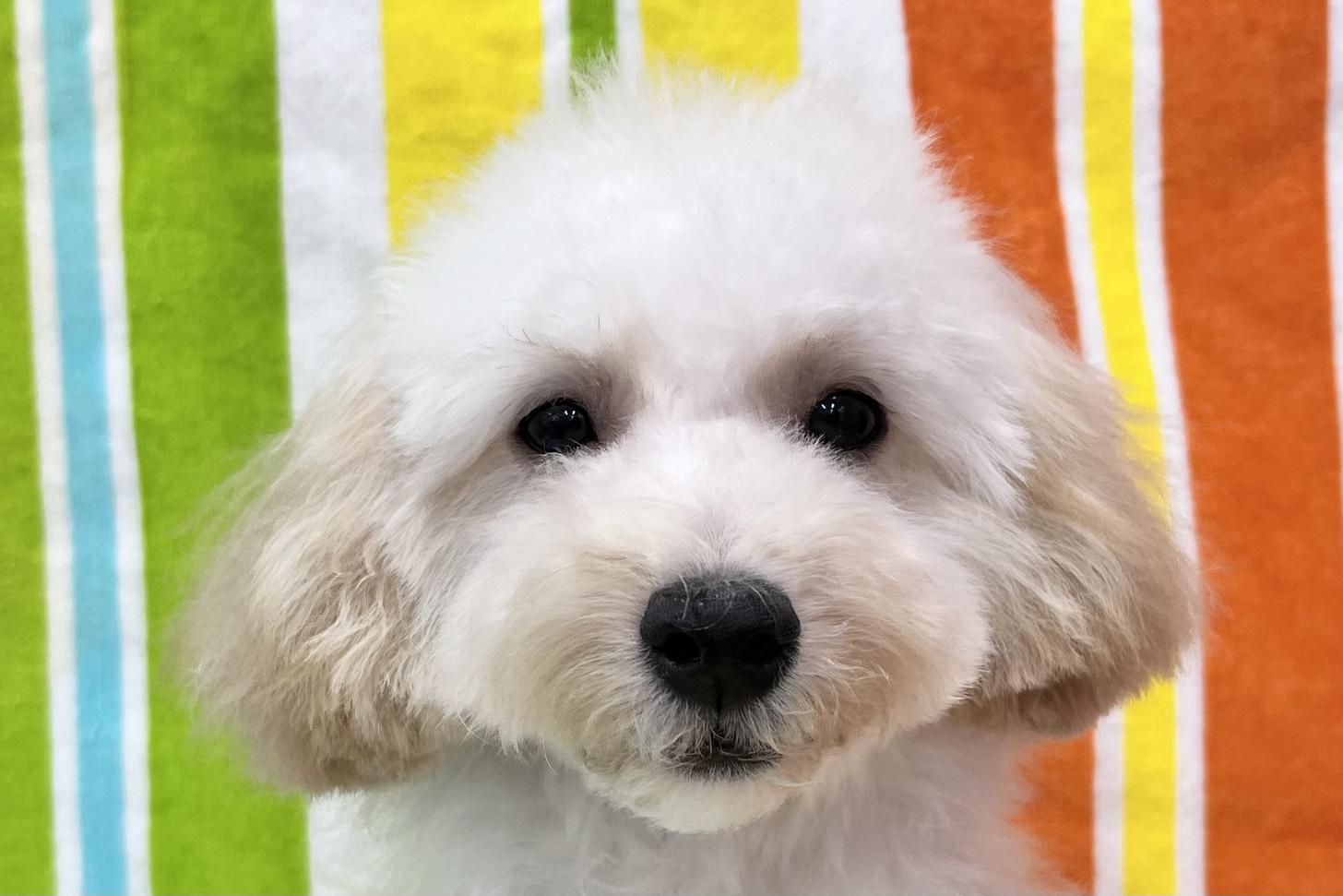 愛知県のビションプー(ビションフリーゼ×プードル) (ハピースペット一宮三条アミーゴ店/2025年7月8日生まれ/女の子/その他色)の子犬の2枚目の画像