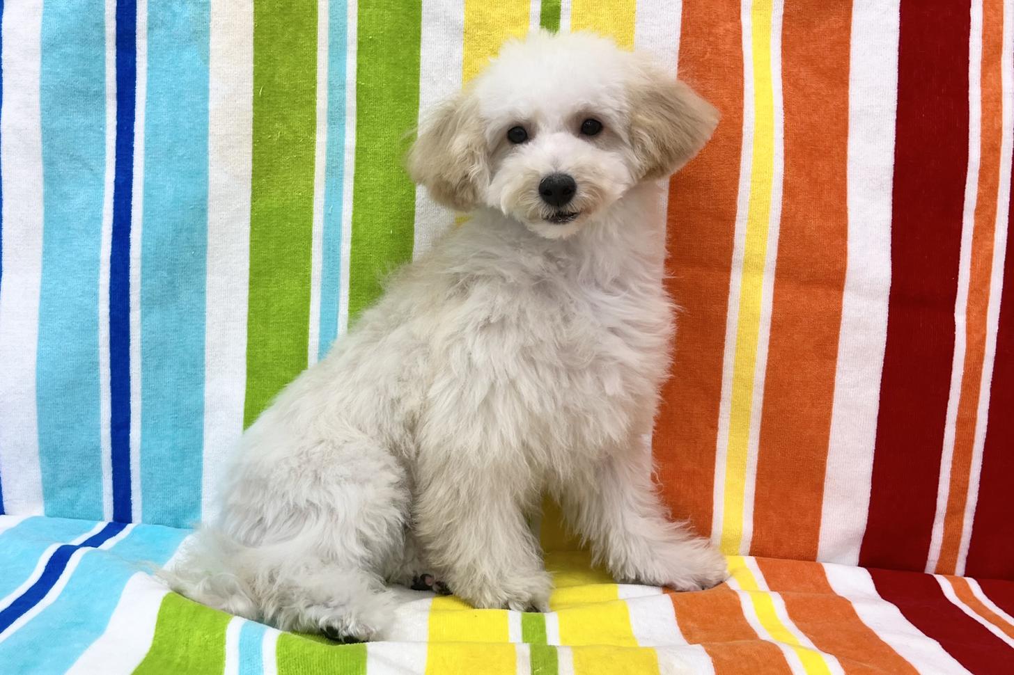 愛知県のビションプー(ビションフリーゼ×プードル) (ハピースペット一宮三条アミーゴ店/2025年7月8日生まれ/女の子/その他色)の子犬の3枚目の画像