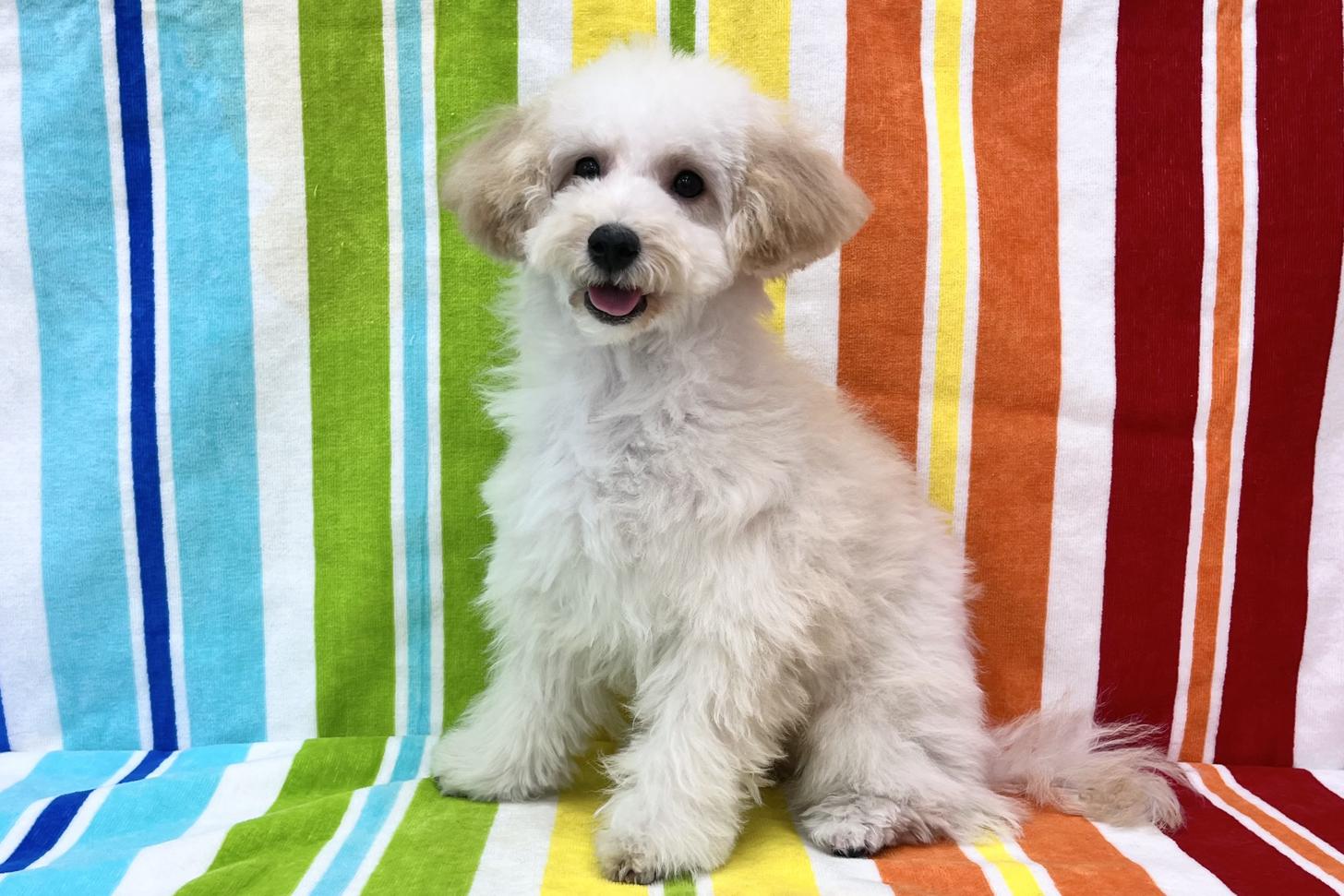 愛知県のビションプー(ビションフリーゼ×プードル) (ハピースペット一宮三条アミーゴ店/2025年7月8日生まれ/女の子/その他色)の子犬の4枚目の画像