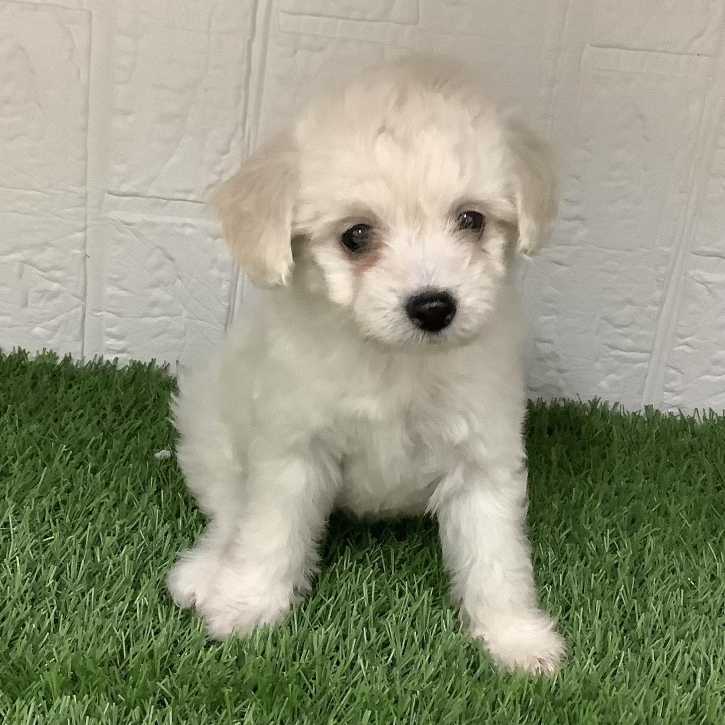 佐賀県のチワプー/プーチー(チワワ×プードル) (ドッグズホーム佐賀店/2025年8月26日生まれ/女の子/クリーム)の子犬