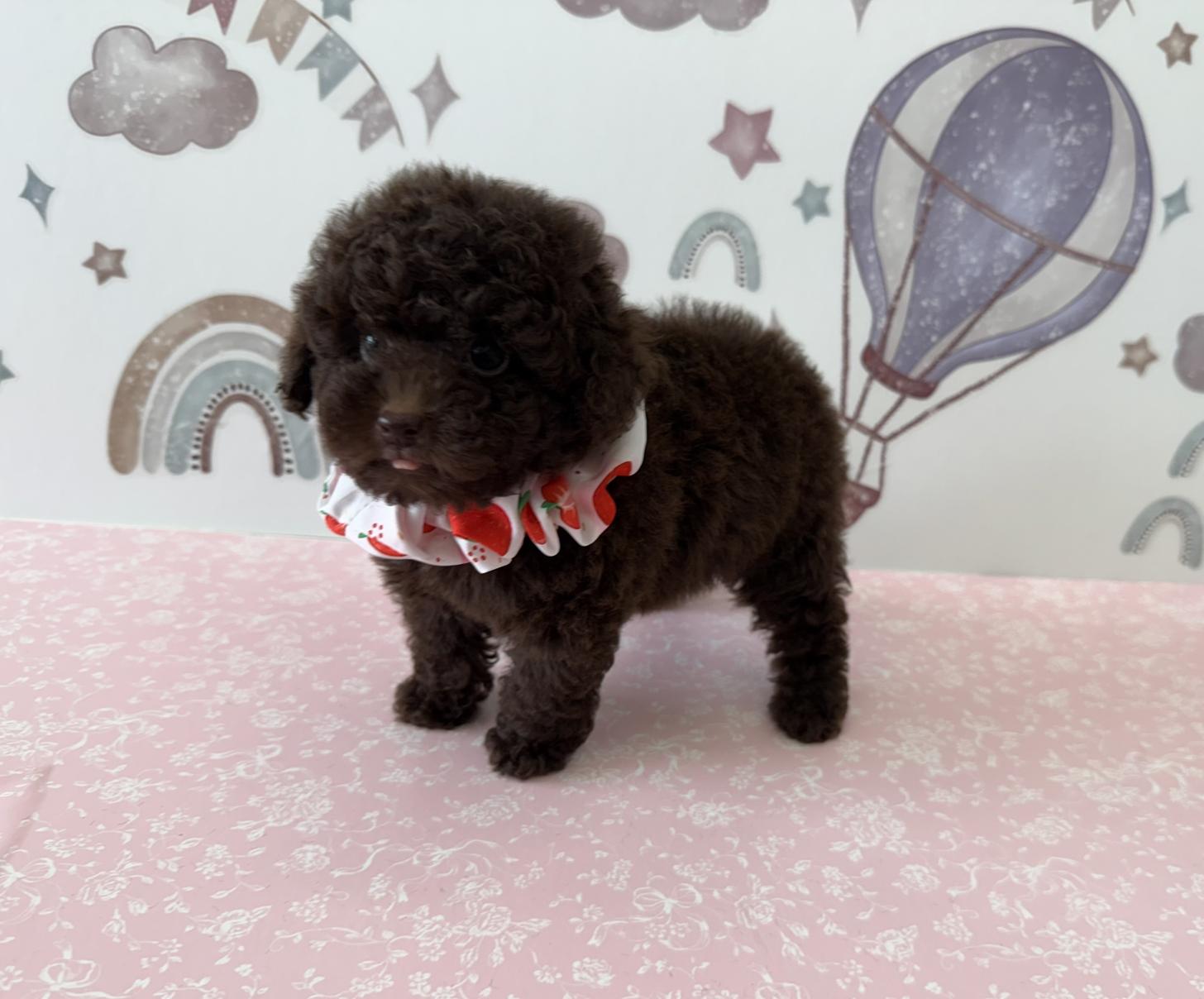 大阪府のタイニープードル (ぱぴぷぺっと大阪店/2025年4月25日生まれ/女の子/ブラウン)の子犬