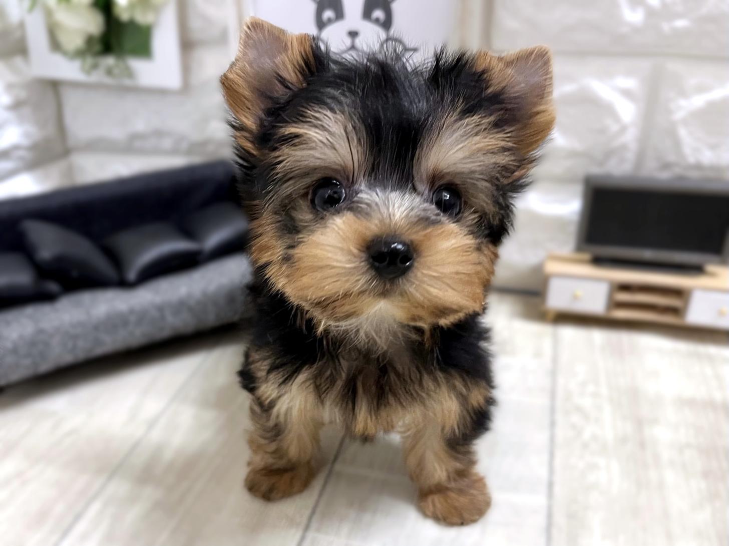 大阪府のヨークシャーテリア (DOGMAN平野瓜破店/2025年12月15日生まれ/女の子/スチールブルータン)の子犬の1枚目の画像
