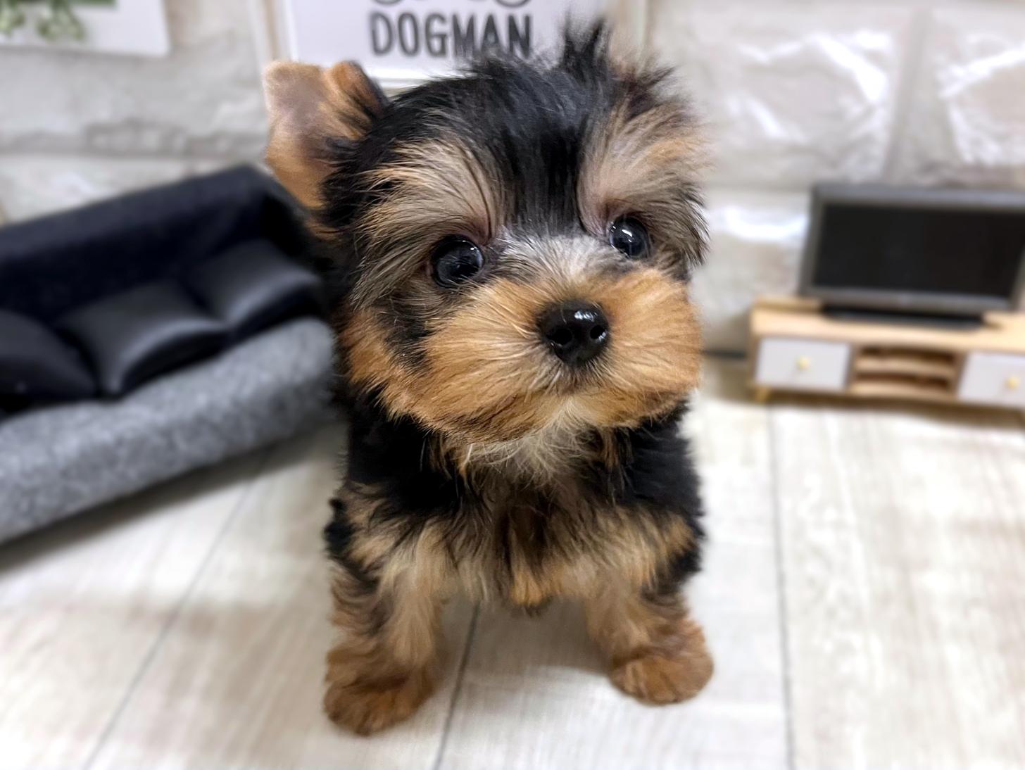 大阪府のヨークシャーテリア (DOGMAN平野瓜破店/2025年12月15日生まれ/女の子/スチールブルータン)の子犬の2枚目の画像