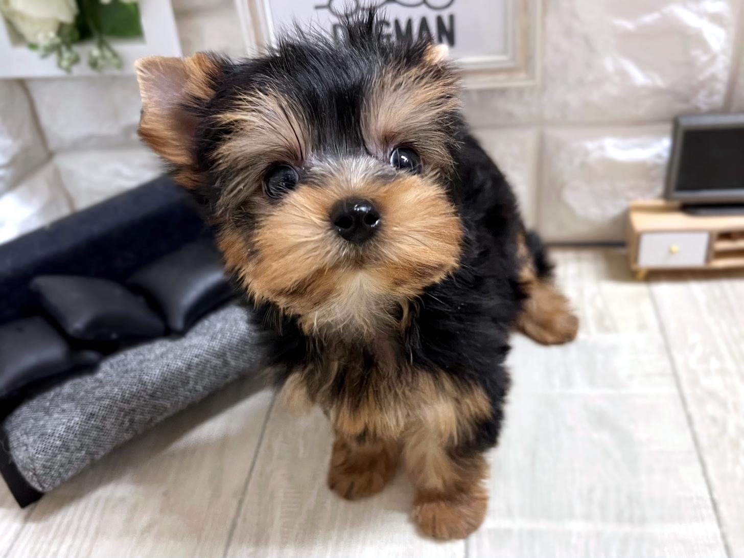 大阪府のヨークシャーテリア (DOGMAN平野瓜破店/2025年12月15日生まれ/女の子/スチールブルータン)の子犬の3枚目の画像