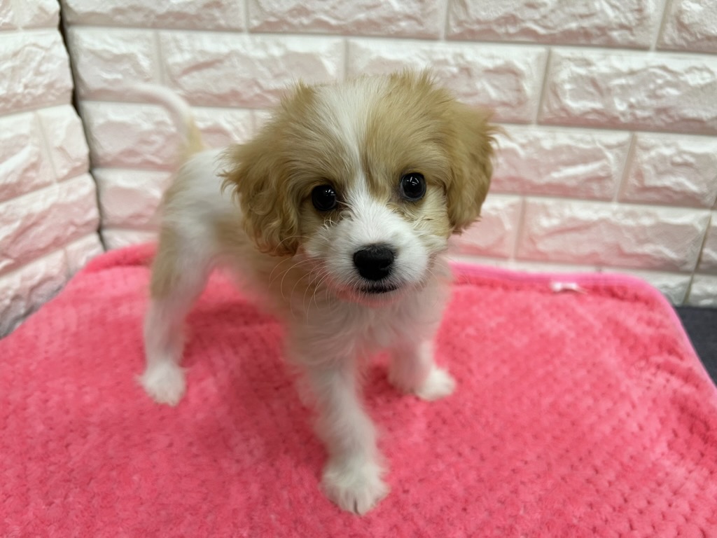 神奈川県のハーフ犬・ミックス犬 (ペッツコンシェル厚木下荻野店/2026年7月16日生まれ/女の子/クリームホワイト)の子犬の1枚目の画像