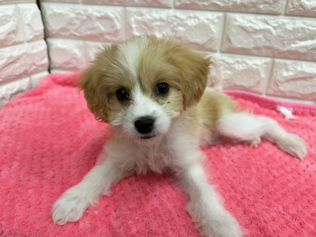 神奈川県のハーフ犬・ミックス犬 (ペッツコンシェル厚木下荻野店/2026年7月16日生まれ/女の子/クリームホワイト)の子犬の2枚目の画像