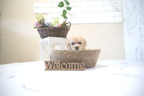 滋賀県のトイプードル(タイニー) (いっぷく湖南店/2025年11月26日生まれ/女の子/ペールフォーン)の子犬の1枚目の画像