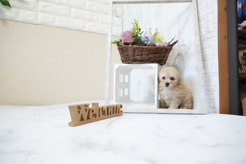 滋賀県のトイプードル(タイニー) (いっぷく湖南店/2025年11月26日生まれ/女の子/ペールフォーン)の子犬の2枚目の画像