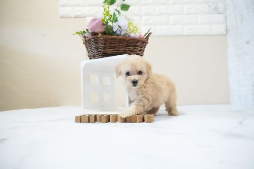 滋賀県のトイプードル(タイニー) (いっぷく湖南店/2025年11月26日生まれ/女の子/ペールフォーン)の子犬の3枚目の画像