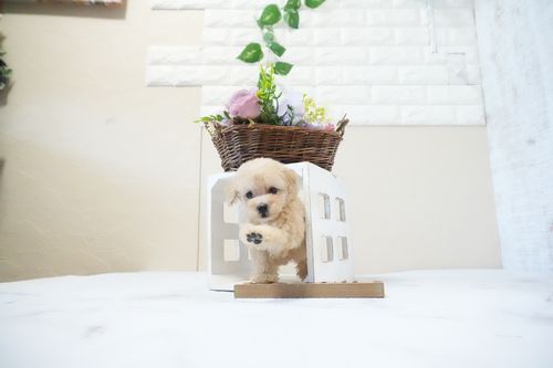 滋賀県のトイプードル(タイニー) (いっぷく湖南店/2025年11月26日生まれ/女の子/ペールフォーン)の子犬の4枚目の画像