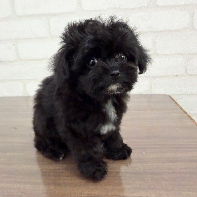 東京都のチワプー/プーチー(チワワ×プードル) (ペッツコンシェルMitteN府中店/2026年1月17日生まれ/女の子/ブラックホワイト)の子犬