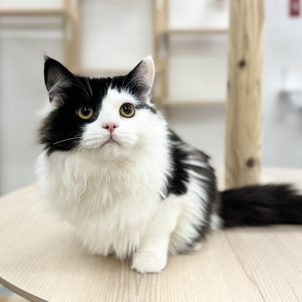 神奈川県のスコティッシュフォールド (にゃんこハウスPAW/2025年6月30日生まれ/男の子/ブラックホワイト)の子猫の1枚目の画像