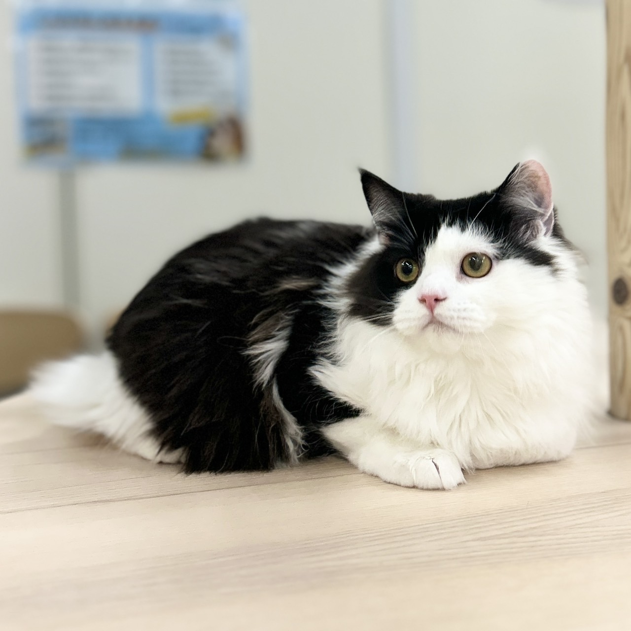 神奈川県のスコティッシュフォールド (にゃんこハウスPAW/2025年6月30日生まれ/男の子/ブラックホワイト)の子猫の2枚目の画像