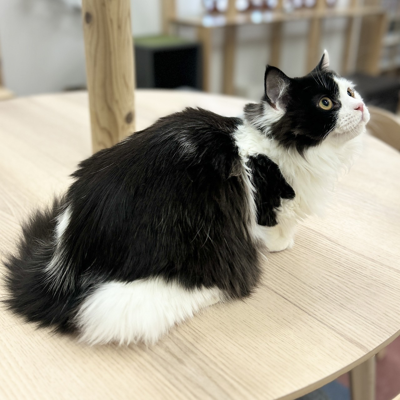 神奈川県のスコティッシュフォールド (にゃんこハウスPAW/2025年6月30日生まれ/男の子/ブラックホワイト)の子猫の3枚目の画像