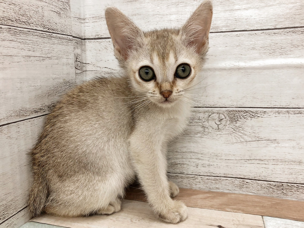 新潟県のシンガプーラ (竹内ペット 白根店/2025年10月13日生まれ/女の子/セピアアグーティ)の子猫