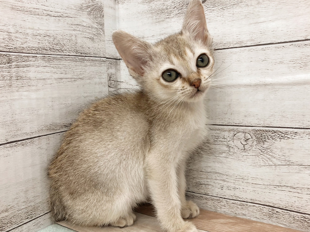 新潟県のシンガプーラ (竹内ペット 白根店/2025年10月13日生まれ/女の子/セピアアグーティ)の子猫の2枚目の画像