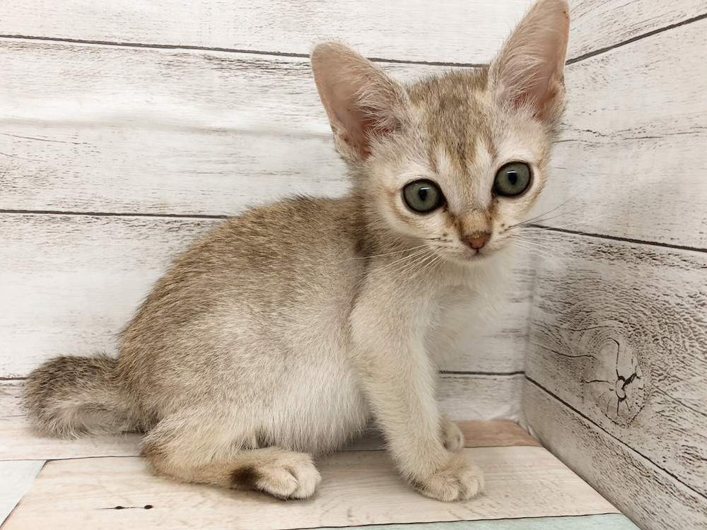 新潟県のシンガプーラ (竹内ペット 白根店/2025年10月13日生まれ/女の子/セピアアグーティ)の子猫の3枚目の画像