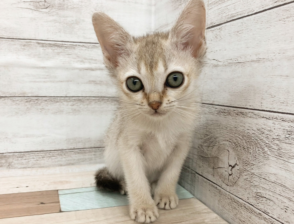 新潟県のシンガプーラ (竹内ペット 白根店/2025年10月13日生まれ/女の子/セピアアグーティ)の子猫の4枚目の画像