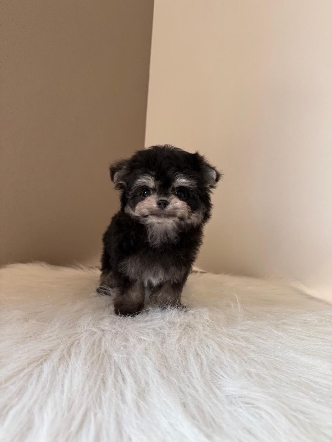 埼玉県のチワマル/マルチワ(チワワ×マルチーズ) (PETSHOP FATIS/2026年1月22日生まれ/女の子/ブラックタン)の子犬の1枚目の画像