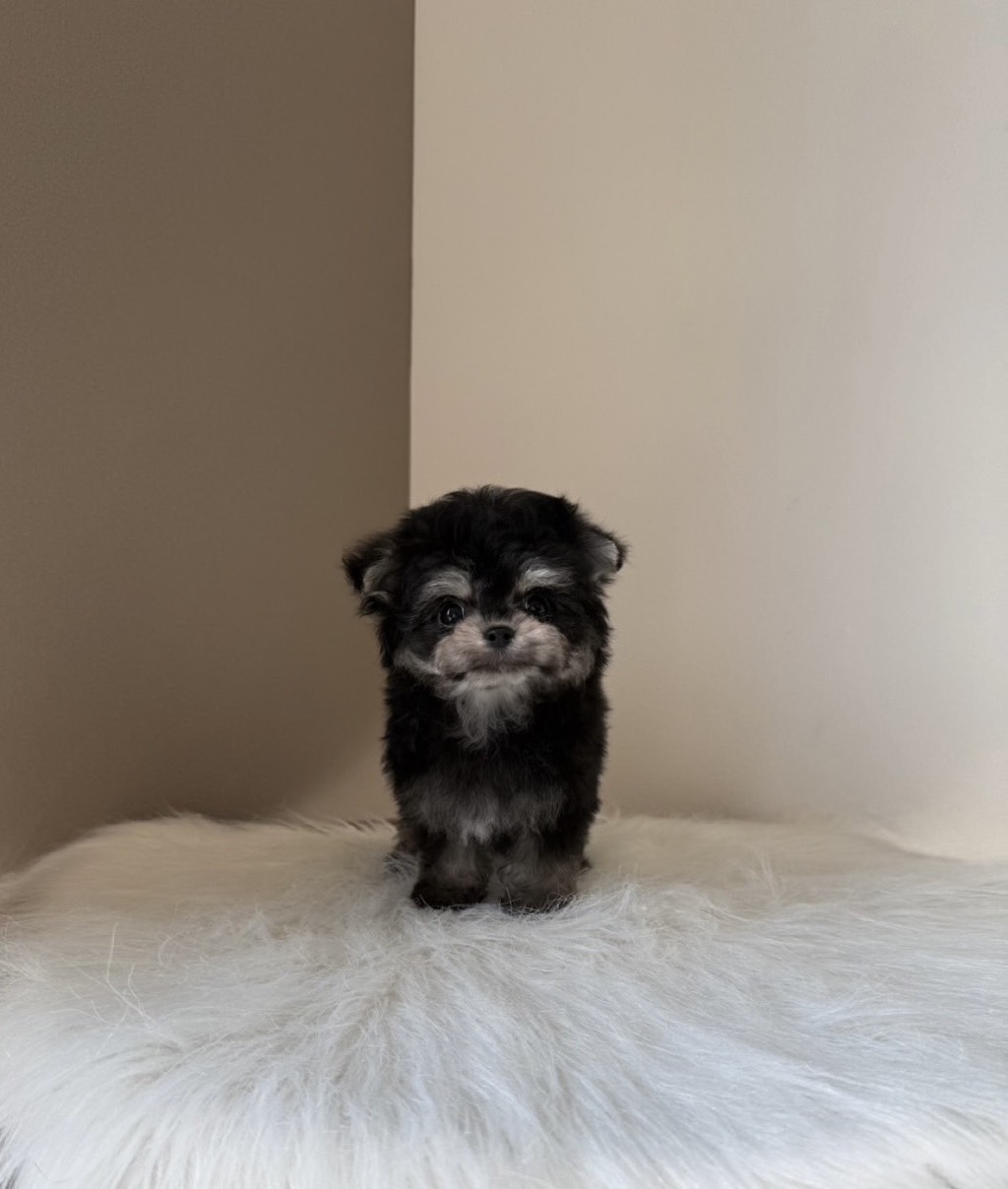 埼玉県のチワマル/マルチワ(チワワ×マルチーズ) (PETSHOP FATIS/2026年1月22日生まれ/女の子/ブラックタン)の子犬の2枚目の画像