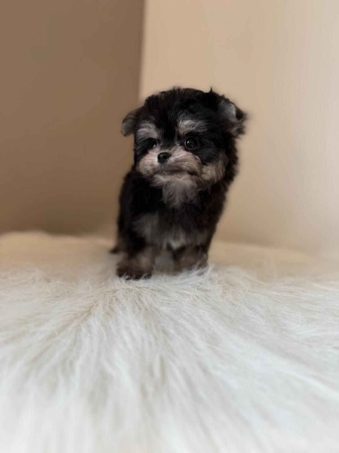 埼玉県のチワマル/マルチワ(チワワ×マルチーズ) (PETSHOP FATIS/2026年1月22日生まれ/女の子/ブラックタン)の子犬の3枚目の画像